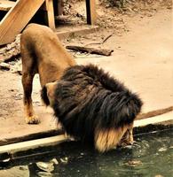 un primer plano de un león africano foto