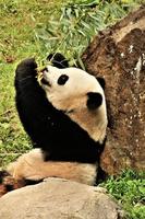 A close up of a Panda photo