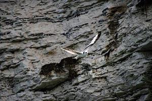 A view of a Gannet at Bempton Cliffs photo