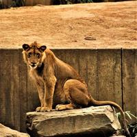 A close up of an African Lion photo