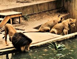 un primer plano de un león africano foto