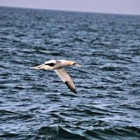 A view of a Gannet at Bempton Cliffs photo