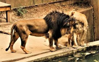 un primer plano de un león africano foto