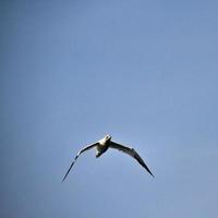 A view of a Gannet at Bempton Cliffs photo