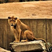 un primer plano de un león africano foto