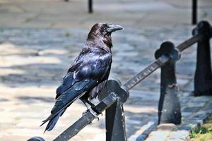 A close up of a Raven photo