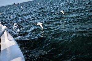 A view of a Gannet at Bempton Cliffs photo