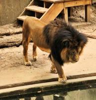 un primer plano de un león africano foto