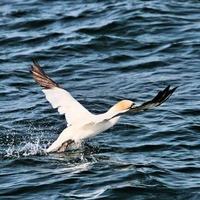 A view of a Gannet at Bempton Cliffs photo