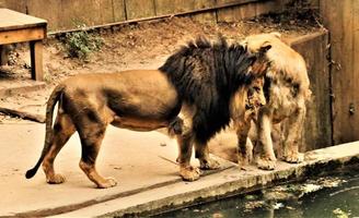 A close up of an African Lion photo