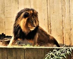 un primer plano de un león africano foto