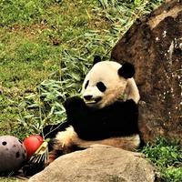 un primer plano de un panda foto