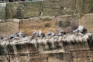 A view of a Gannet at Bempton Cliffs photo