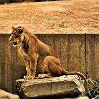 un primer plano de un león africano foto