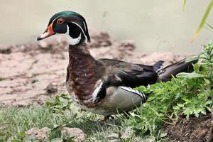 A view of a Carolina Duck photo