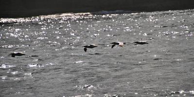 una vista de un alcatraz en los acantilados de bempton foto