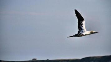 A view of a Gannet at Bempton Cliffs photo