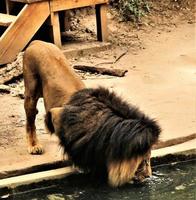 un primer plano de un león africano foto