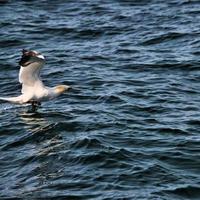 A view of a Gannet at Bempton Cliffs photo