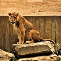 un primer plano de un león africano foto