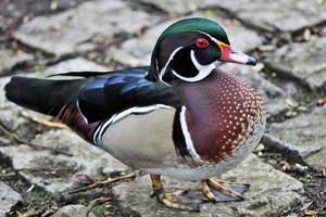 A view of a Carolina Duck photo