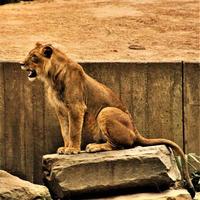 A close up of an African Lion photo