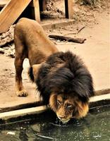 A close up of an African Lion photo