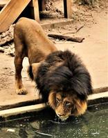 un primer plano de un león africano foto