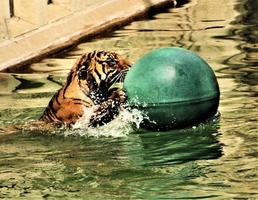 A close up of a Tiger photo