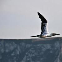 A view of a Gannet at Bempton Cliffs photo