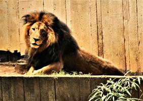 A close up of an African Lion photo