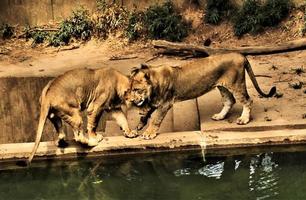 A close up of an African Lion photo