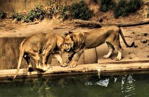 un primer plano de un león africano foto