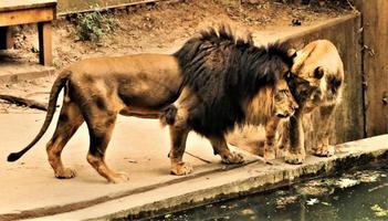 un primer plano de un león africano foto