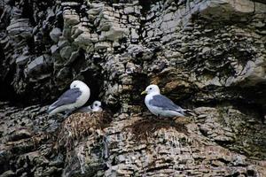 A view of a Gannet at Bempton Cliffs photo