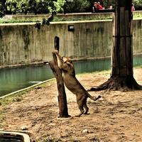 un primer plano de un león africano foto