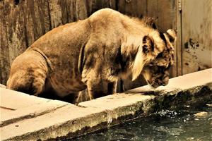 un primer plano de un león africano foto