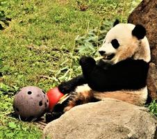 un primer plano de un panda foto