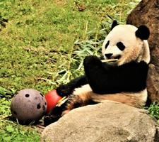 un primer plano de un panda foto