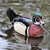 una vista de un pato carolina foto