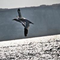 A view of a Gannet at Bempton Cliffs photo