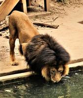 un primer plano de un león africano foto