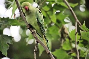 A close up of a Ring Necked Parakeet photo