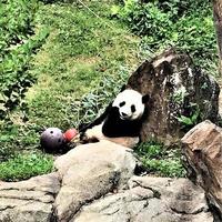 un primer plano de un panda foto