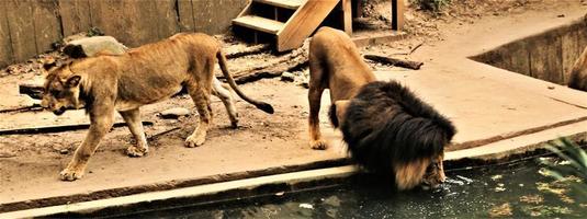 un primer plano de un león africano foto