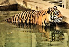 A close up of a Tiger photo