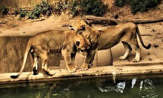 A close up of an African Lion photo