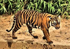 un primer plano de un tigre foto