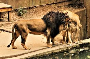 un primer plano de un león africano foto