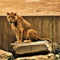 A close up of an African Lion photo